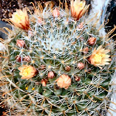 Cactus mammillaria crinita